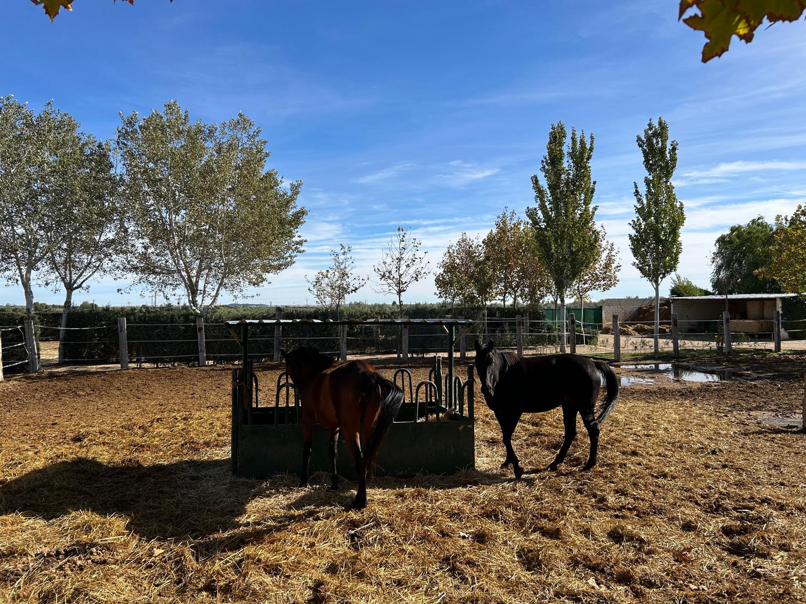 Alimentación para Caballos de Salto: la base invisible del rendimiento que nadie debería ignorar
