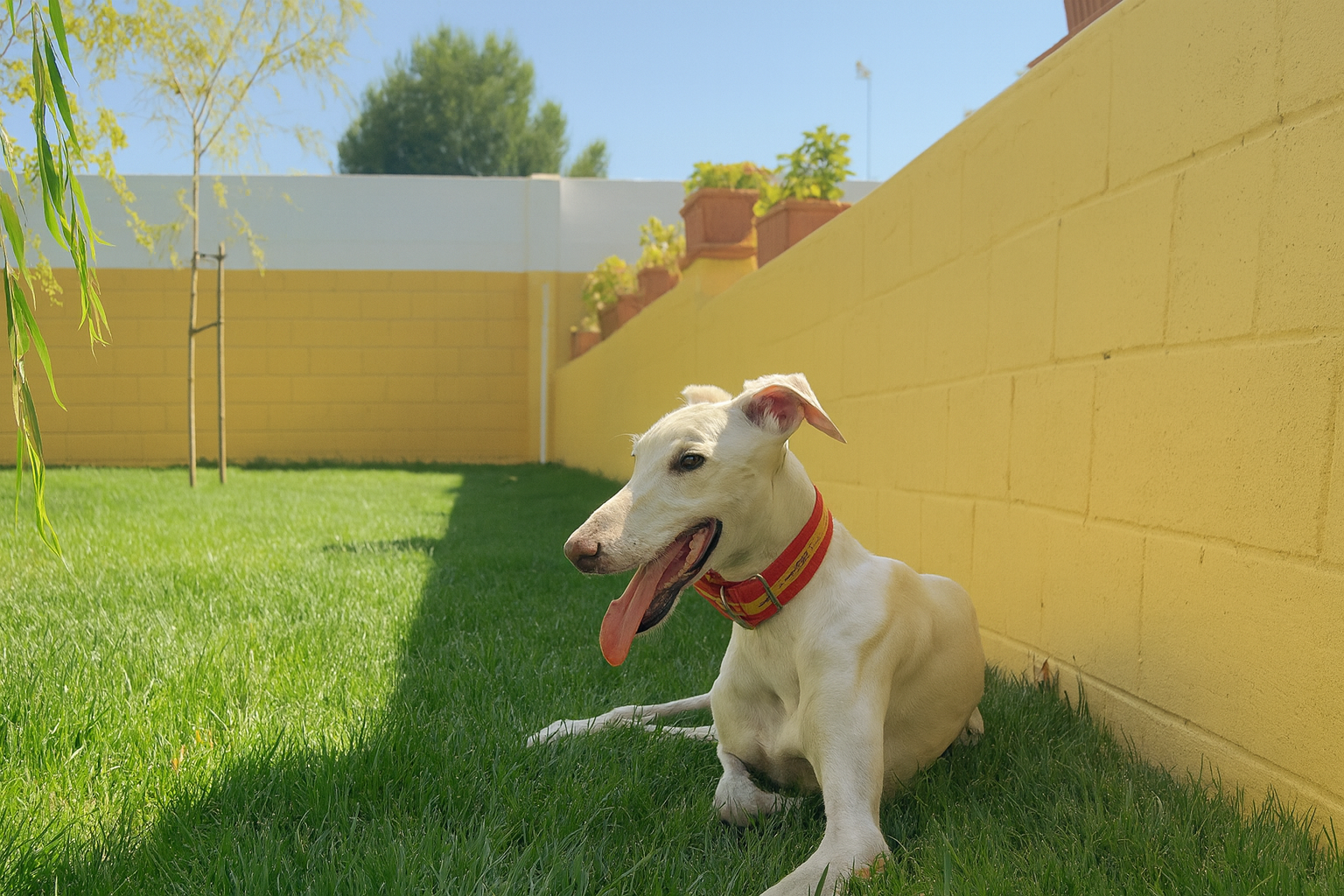 Romeo, el alma que dio nombre a nuestra casa